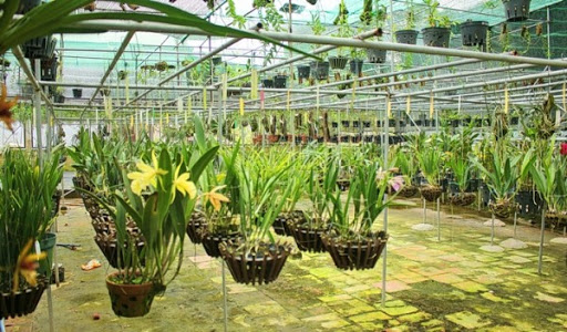 Trọn bộ máy phun sương tưới lan cho diện tích 80-100m2